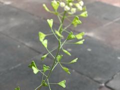 -清真石家包子(大皮院总店)