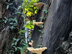 -兴福老面馆(寺路街店)