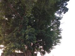 -肇庆古城墙