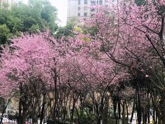 -重庆市江北嘴中央商务区中央公园