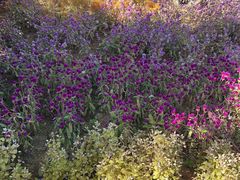 -广州白江湖森林公园