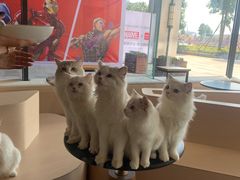 -瞄一喵猫咖(格力海岸店)