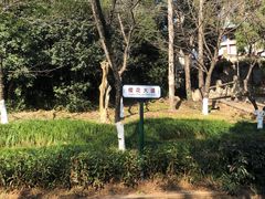-武汉大学-樱园