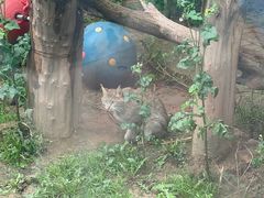 -青藏高原野生动物园