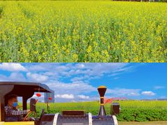 -光明小镇欢乐田园