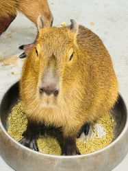 -Zoolung Zoolung动物主题公园(海信广场店)