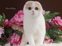 -Bastet sally猫舍购宠(静安店)