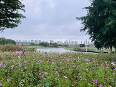 -洋湖国家湿地公园