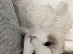 -怪兽屋·羊驼·猫咖·狗咖(俊华广场店)