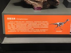 -贝林大翅鲸简餐厅(国家海洋博物馆店)