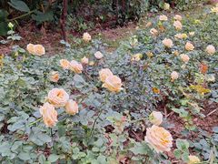 -人民公园(罗湖区)