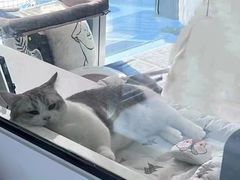 -Bastet sally猫舍购宠(静安店)