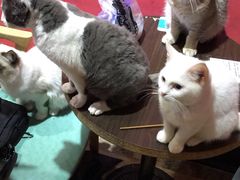 -猫色咖啡·猫咖