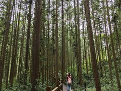 -姑婆山旅游区