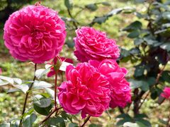 -都江堰玫瑰花溪谷