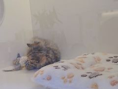 -小猫来了·猫舍(红山六九七九店)