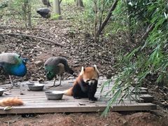 -成都大熊猫繁育研究基地