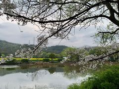 -八卦田遗址公园