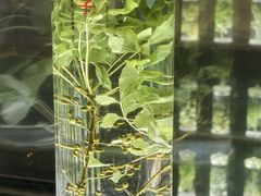 -广东中医药博物馆