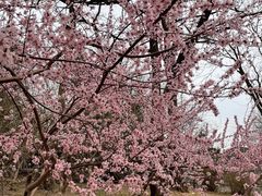 -元大都城垣遗址公园