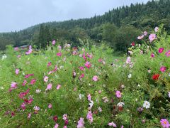 -武陵山森林公园