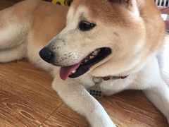 -柴犬高等学院·狗咖·柴犬售卖·宠物训练