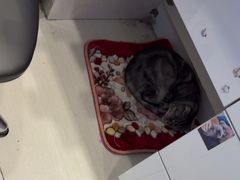 -全心全意连锁动物医院·微创中心·内科急重症·心脏专科(丰管路店)