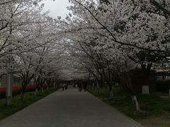 -高东镇樱花园