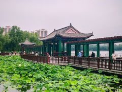 -莲花池公园