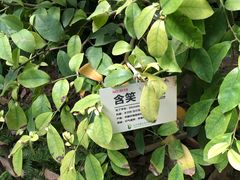 -呀路古热带植物园