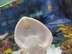 -上海海洋水族馆