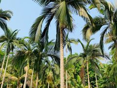 -中国科学院西双版纳热带植物园