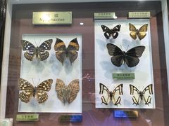 -上海昆虫博物馆