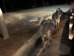 -清迈夜间动物园