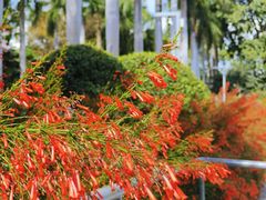 -香蜜公园