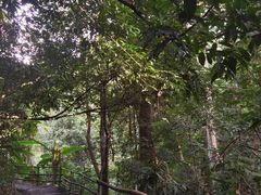 -西双版纳原始森林公园