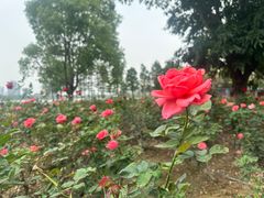 -顺峰山公园