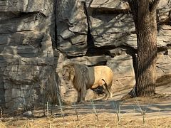 -北京野生动物园