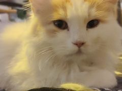 -平行世界·猫咖(首经贸店)