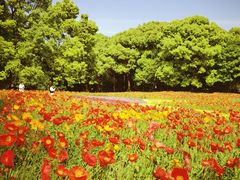 -上海共青森林公园