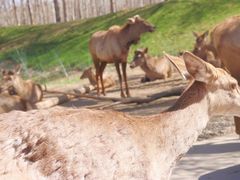 -北京野生动物园