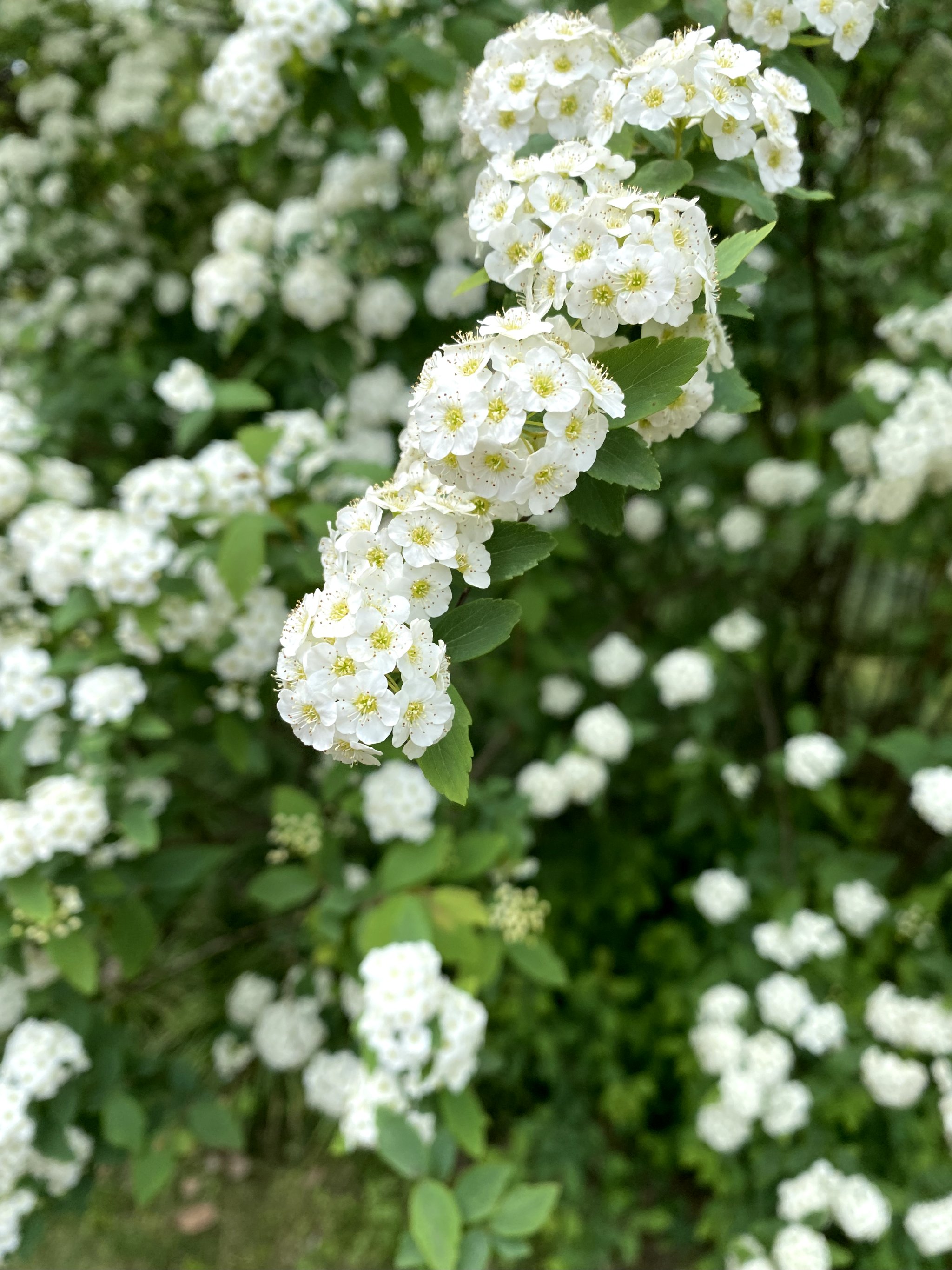 单个花圃图片图片