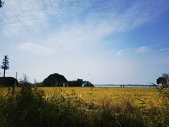 -莲花岛景区