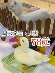 -Moni星球萌宠·小马宝莉·灵蛇·高端高阶全萌宠互动体验俱乐部(红豆国际广场店)