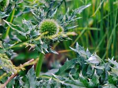-白草畔自然风景区