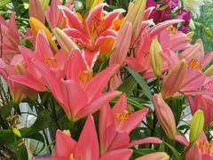 -上海鲜花港