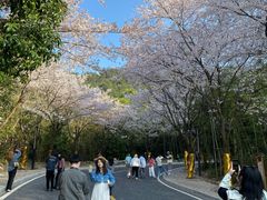 -千岛湖天屿景区