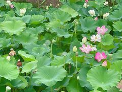 -荷塘月色湿地公园·向阳花洲