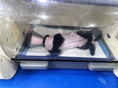 -美联众合动物医院(·中兽医·疑难杂症·严家桥分院)