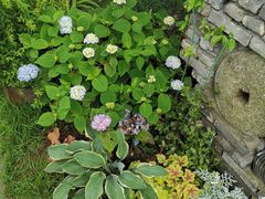 -庐山风景区花径公园